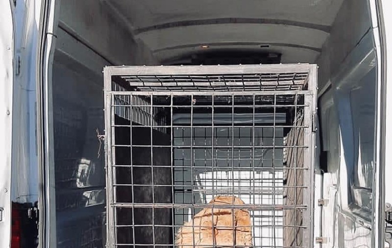 Leul maltratat din clipul manelistului Dani Mocanu a fost găsit de polițiști. Unde era ținut
