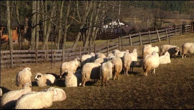 Lupii au atacat zeci de oi sursă foto: monitorulsv.ro