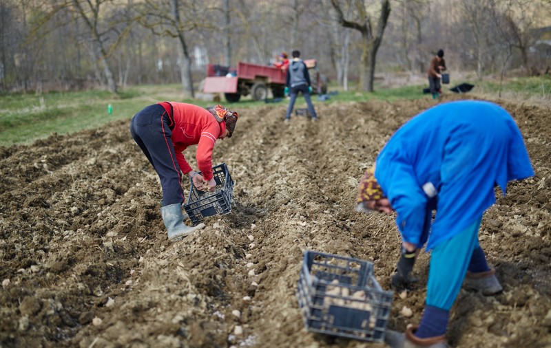 Guvernul limitează cumpărarea de terenuri agricole de către străini