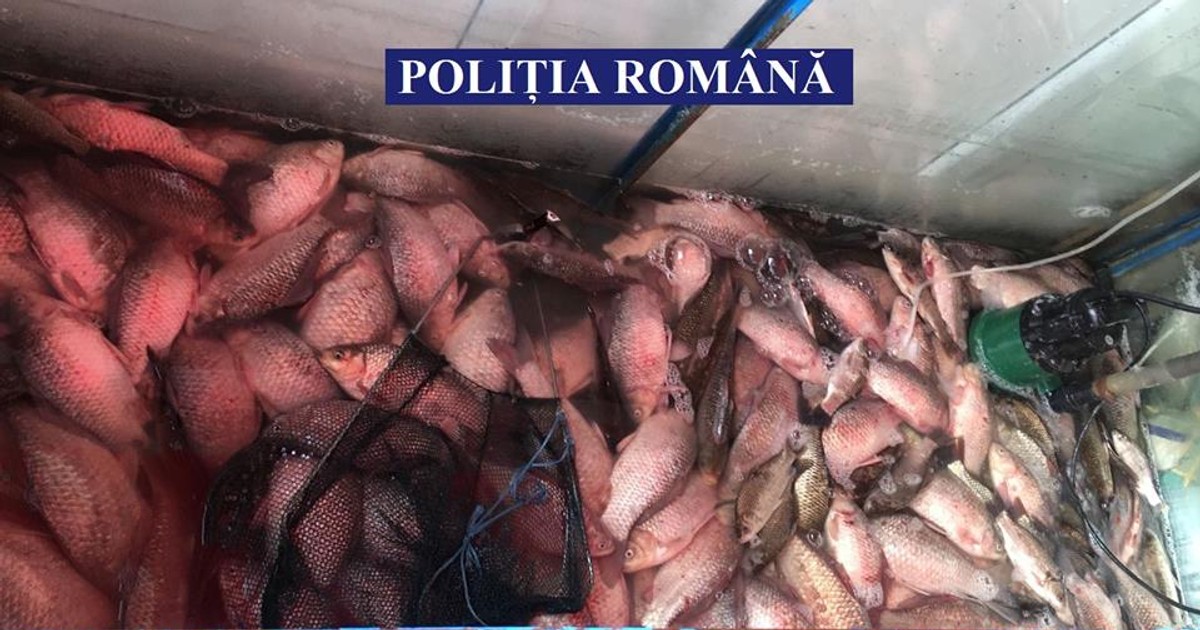 240 kg de peşte și 3 ambarcaţiuni, confiscate de polițiști