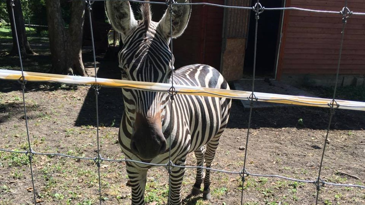 Timișorenii pot vizita gratuit miercuri animalele ținute în captivitate la Zoo Timișoara