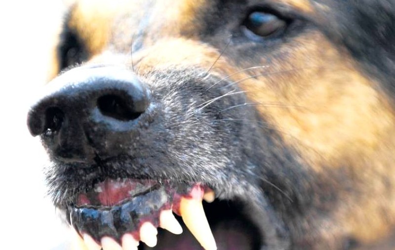 UPDATE: Proprietara câinilor care au atacat trei oameni în Iași avea deja dosar penal, tot din cauza animalelor ei