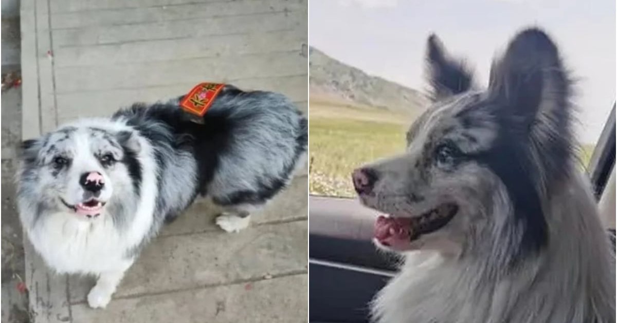 Imaginea îl arată pe Chutou, câinele devenit celebru în China datorită aparițiilor sale pe rețelele sociale, având blana alb-gri și trăsături distinctive care l-au făcut ușor de recunoscut de către urmăritorii săi. În fotografii, animalul apare relaxat și prietenos, atât în exterior, cât și în timpul unei călătorii cu mașina alături de stăpânul său.