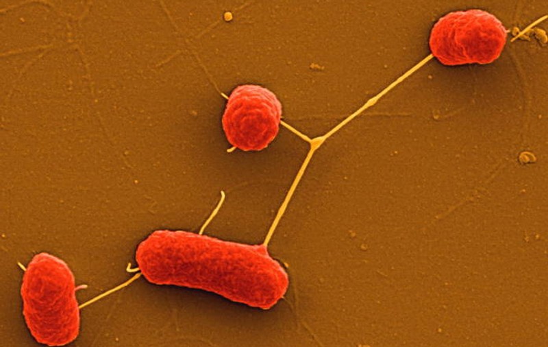 Bacteria ucigașă a omorât un copil, în Germania