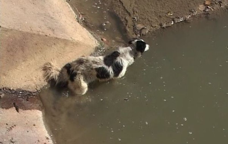 Foto & Video | A salvat un căţel din albia râului