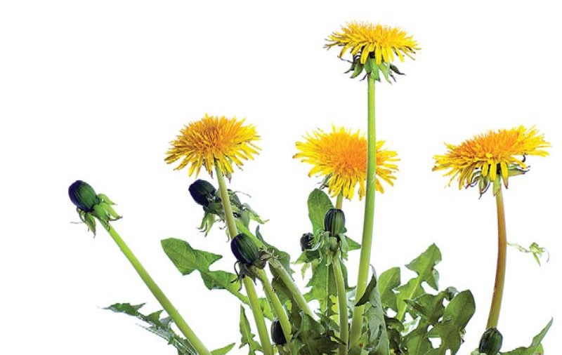 Păpădia, cea mai puternică plantă pentru detoxifiere