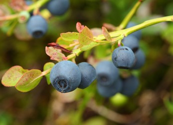 Afin- Vaccinium myrtillus
