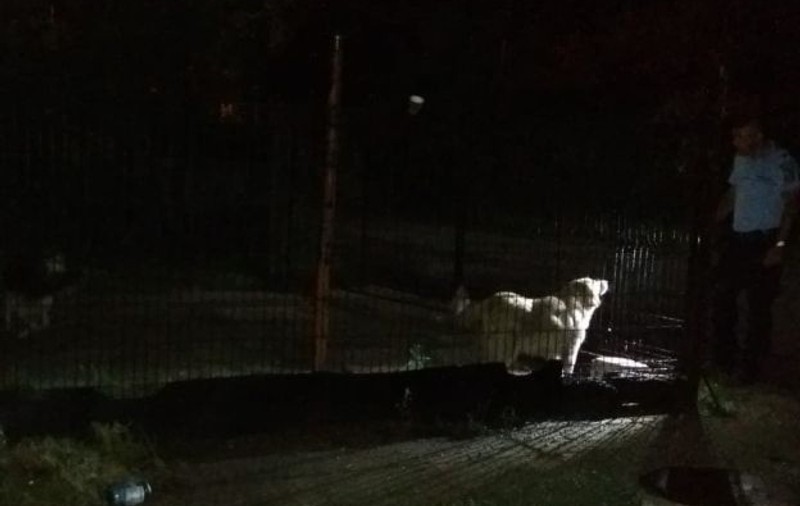 Proprietarul unei brutării din Gorj n-a vrut să le permită inspectorilor ITM să-i viziteze unitatea și a pus câinii pe ei!