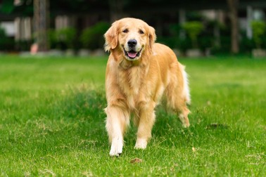 Rase de câini utilitari - Golden Retriever