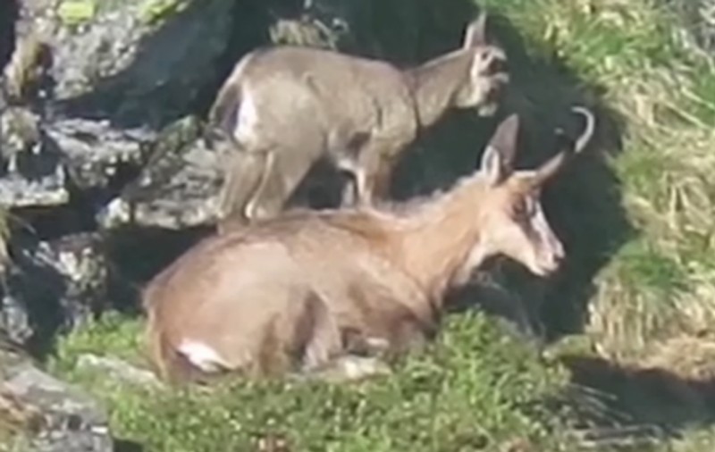 Imagini rare în Munții Rodnei: Două capre negre, surprinse în timp ce își fac siesta și „pedichiura”