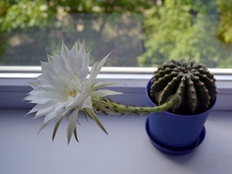 Specii de cactuși cu flori Echinopsis