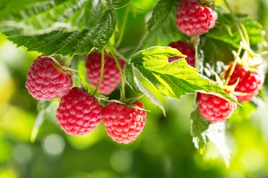 Zmeura - plantare, cultivare și îngrijire