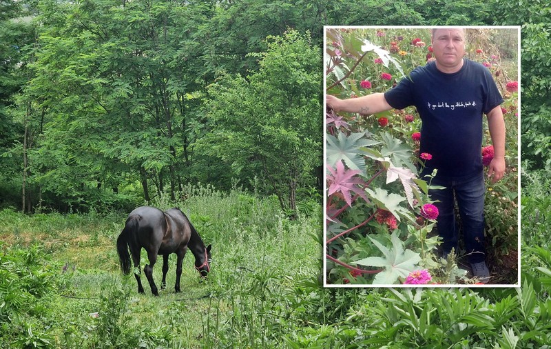 REPORTAJ. Moartea în păduricea de salcâmi. Decesul misterios al unui negustor de animale