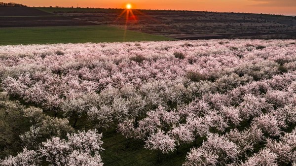 Răsărit peste livadă de migdali înfloriți 