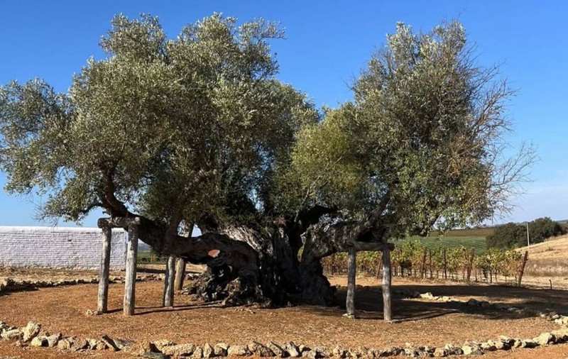 Un măslin de peste 3.700 de ani, care a prins rădăcini în Epoca Bronzului, încă produce măsline în Portugalia