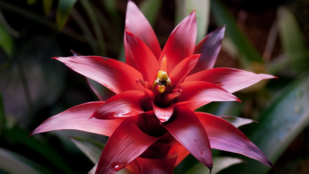 Bromelia - sfaturi de îngrijire