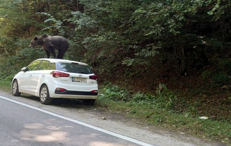 Un urs s-a urcat pe o mașină, pe un traseu din Munții Făgăraș
