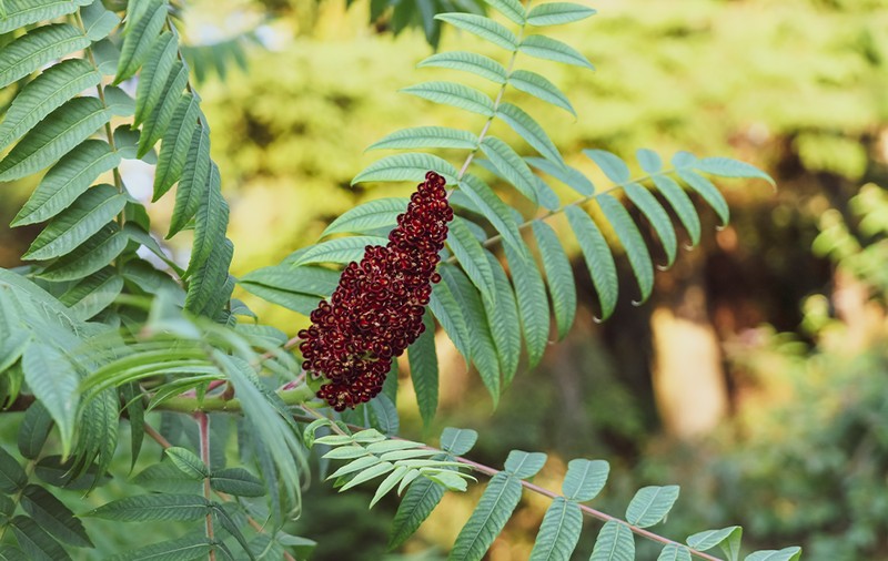 Cum a fost descoperit sumacul: O poveste fascinantă a unei plante versatile