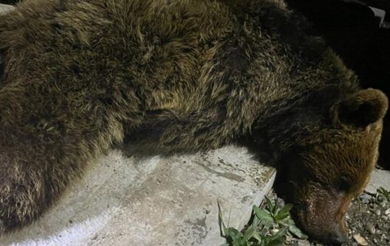 Doi urși care coborau frecvent la Grădina Zoologică din Târgu Mureș, capturați de autorități