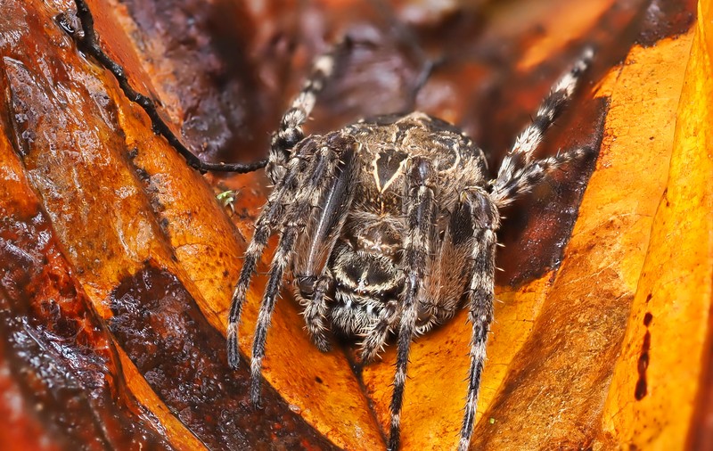 Cele mai periculoase insecte din lume