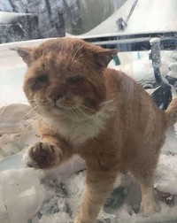 Aslan a reușit să își facă simțită prezența, cu ultimele puteri. Foto: Facebook / One cat at a time