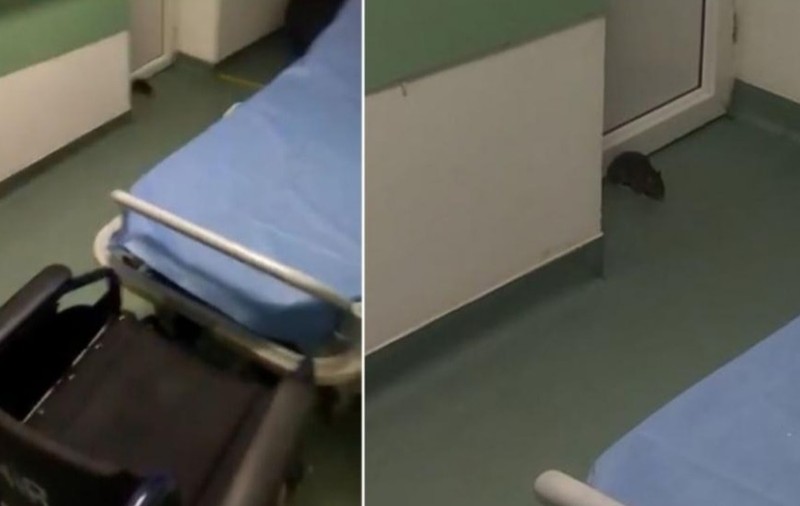 Șobolan filmat în spitalul din Sânnicolau Mare. „Așteaptă și el la interne”. VIDEO