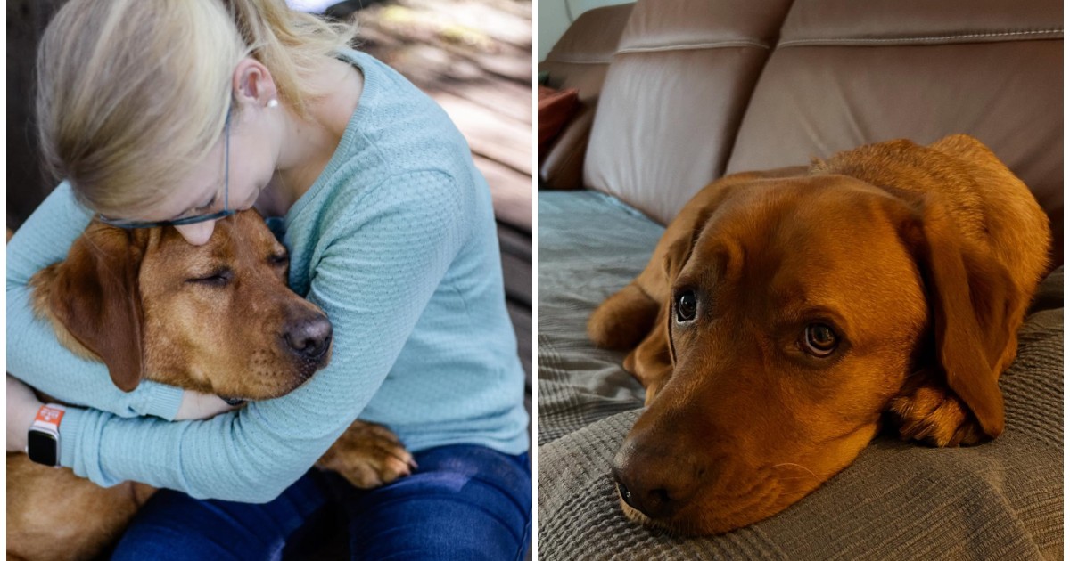 O femeie blondă care ține un labrador în brațe (stânga). Labradorul care stă pe canapea cu capul jos (dreapta)