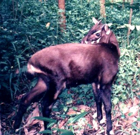 Foto: Wikipedia Commons