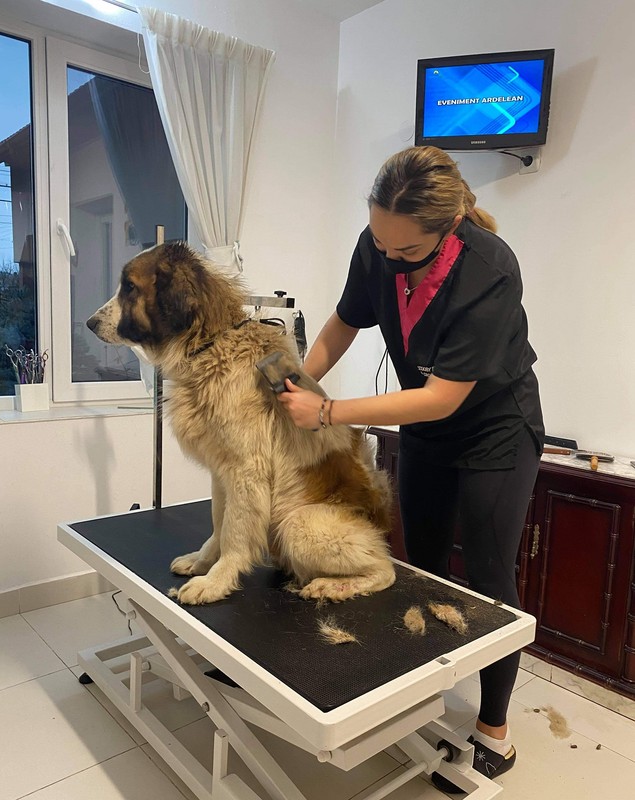 Polițiștii din Cluj i-au găsit stăpân unui câine care a stat cu ei în stradă în timp ce păzeau o localitate carantinată