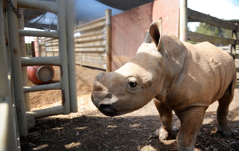 Un rinocer a fost ucis la o grădină zoologică din Franța. Cornul a fost tăiat și furat