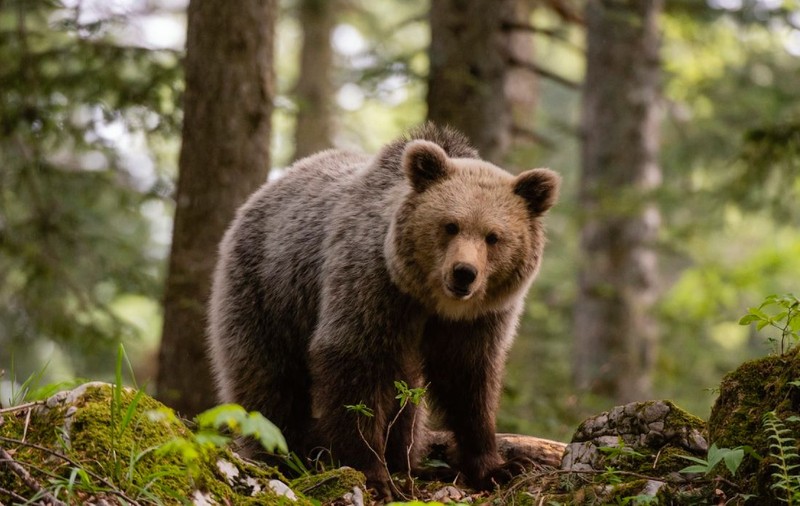 „Baloo” face spectacol în pădurile din Caraș-Severin: momentul amuzant surprins de camere | VIDEO