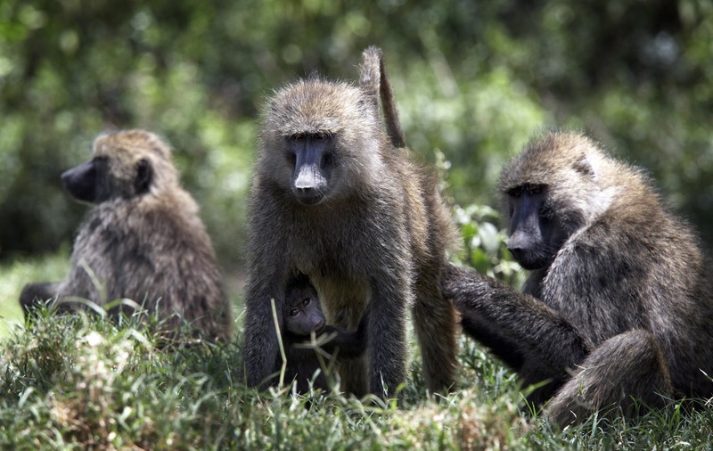 O grădină zoologică din Germania a omorât 12 maimuțe pentru că nu avea suficient spaţiu, în ciuda protestelor