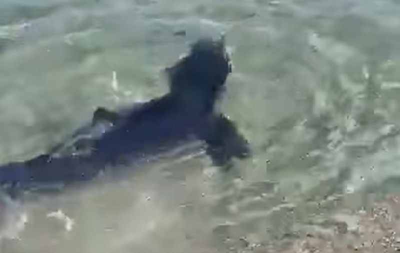 VIDEO | Imagini rare în Italia. Un rechin albastru a fost filmat în timp ce înota în apropierea țărmului