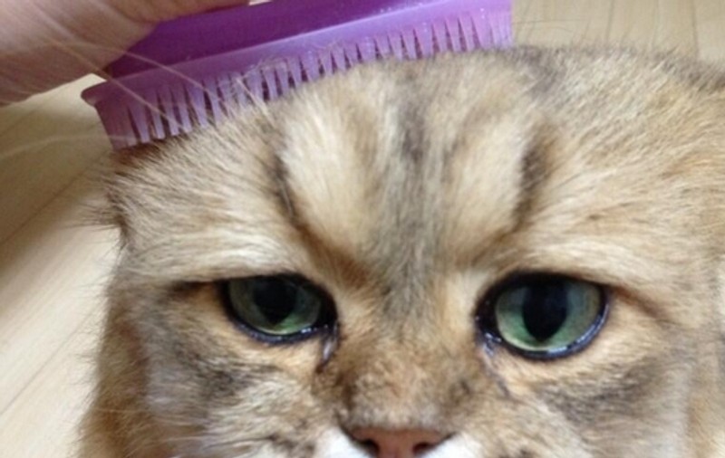 CEA MAI TRISTĂ PISICĂ! Uite cum arată felina PERMANENT DEZAMĂGITĂ | FOTO