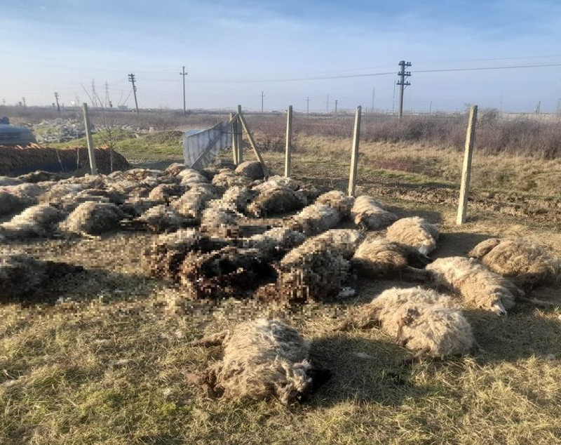 Zeci de oi, ucise de o haită de câini la o fermă de la marginea municipiului Timișoara