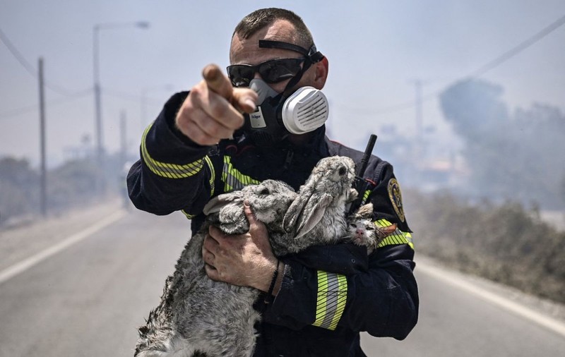 Imaginile cu pompierii români care salvează o pisică și doi iepuri din incendiile din Rodos s-au viralizat pe internet