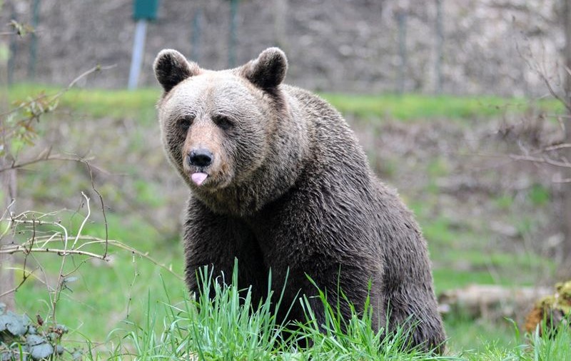 Mesaje Ro-Alert în Sinaia, Bușteni și Măneciu după ce au fost observați urși pe străzi