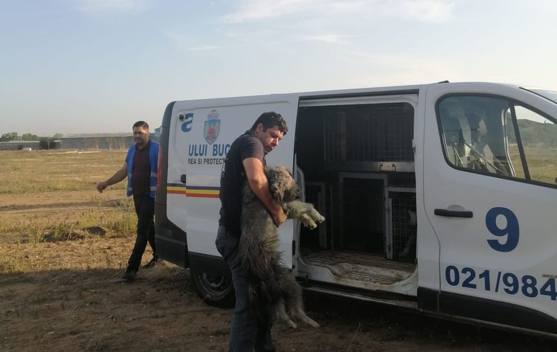 O persoană a fost muşcată de câine, în parcul Lumea Copiilor din sectorul 4. Victima, transportată la spital