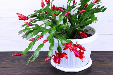 Specii de cactuși cu flori Schlumbergera