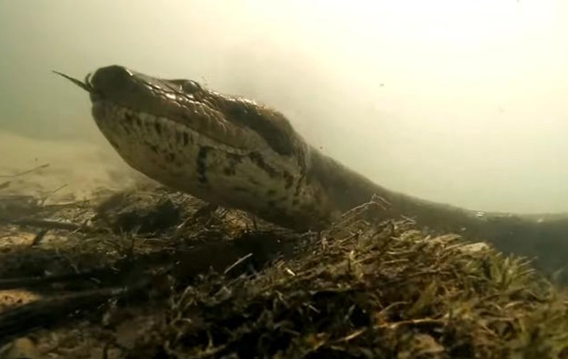VIDEO | Au înotat în aceeași apă cu o anaconda de șapte metri! Ce au observat doi tineri la comportamentul celui mai mare șarpe din lume