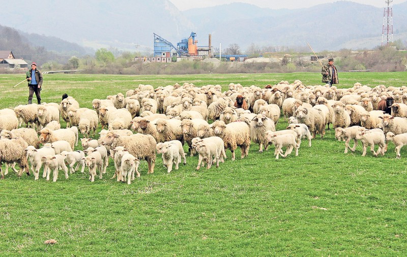 «Îmi apăr mioarele cu gardul electric»