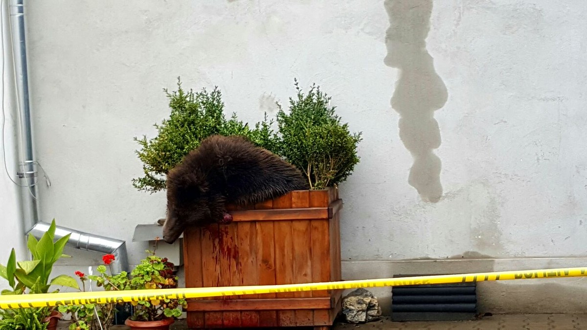 Animalul sălbatic a fost împușcat