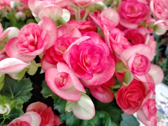 Petale de Begonia