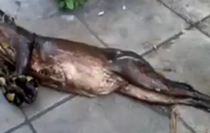 A mâncat un CÂINE ÎNTREG, nu i-a priit şi l-a dat afară! Vezi ce animal a vânat un PATRUPED! | VIDEO