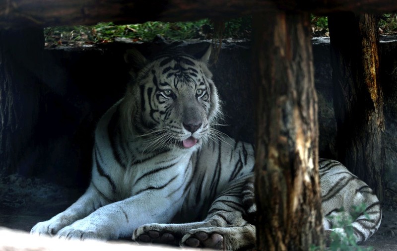 Un tigru alb a omorât un îngrijitor de la o grădină zoologică din Japonia