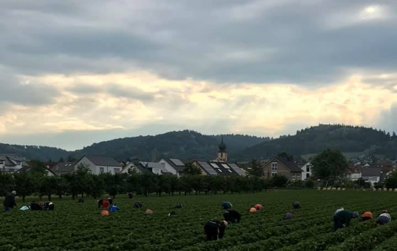 Câți bani primesc românii care culeg sparanghel în Germania. ”Au lucrat din prima zi, nu intră în carantină”