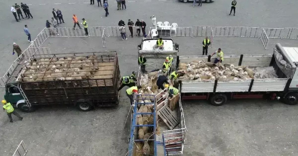 Mai multe oi sunt pe un cheu dintr-un port, în țarcuri