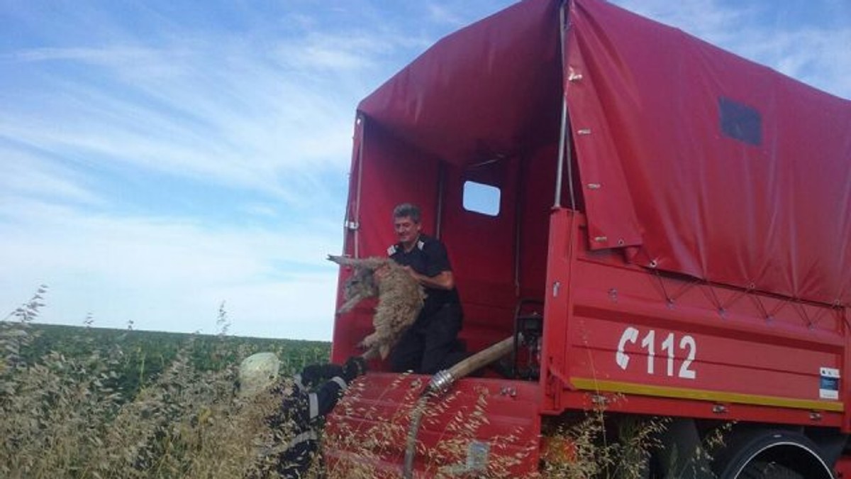 un miel a fost salvat de pompieri