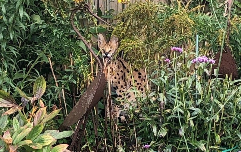 „Ajutor, este un leopard în grădină!”, apelul disperat la urgență al unui german. Ce animal era de fapt