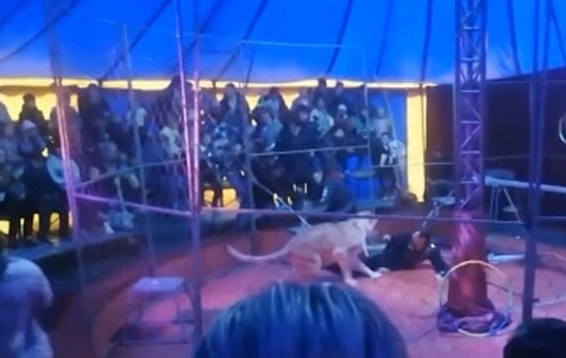 Imagini șocante: un dresor rus e atacat de leu, în arenă, în timpul spectacolului